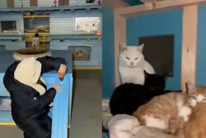 Кошачий мотель: девушка построила домик для котиков, которым негде зимовать