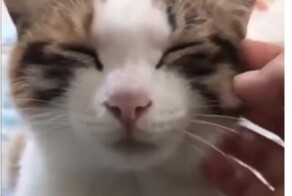 У кошки села батарейка