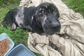 Когда её нашли брошенной в поле, она едва дышала, но любовь и забота сотворили чудо