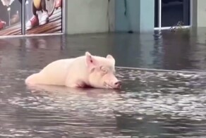 Спасение милой свинки от наводнения во Флориде