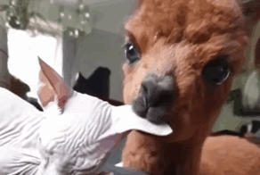 Невозможно устоять