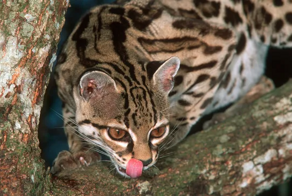 Секреты успешной охоты: 13 хитрых приёмов от хищников