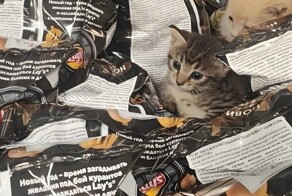 В магазин вместе с чипсами приехали трое котят