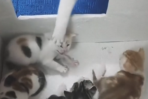 Кошка наводит суету среди котят