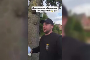 Проблемы немецких кошатников