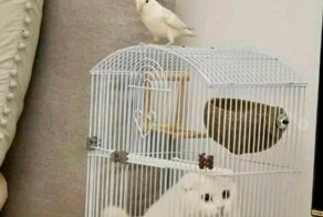 Скрины из соцсетей            