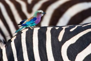 Намешалось