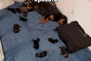 Всё вразнобой 