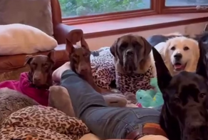 Уютные осенние посиделки с собаками