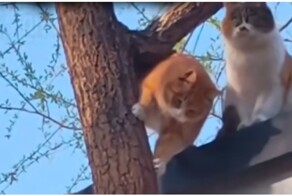 Как коты пытались спуститься по дереву