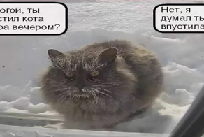 При каких температурах кошке действительно холодно