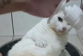 Готовим суп с котом