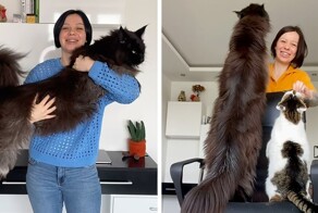 Кот-гигант стал звездой соцсетей
