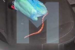 Москвич получил змею в «подарок» при аренде каршеринга