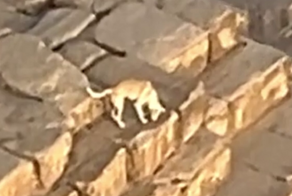 Собака на пирамиде Хеопса