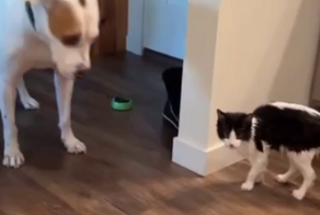 Пёс подставил кота