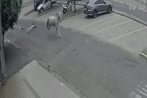 Бразилец попытался украсть лошадь, но потерпел фиаско