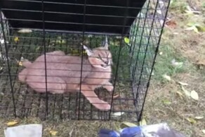 Женщина увидела возле своего дома "большого кота", который на самом деле оказался диким зверем
