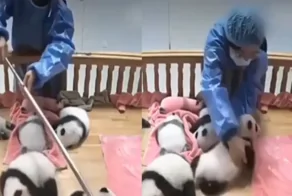 Сотрудница зоопарка обеспечивает комфорт маленьких панд во время сна