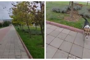 Собаки попытались напасть на женщину
