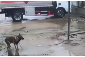 Пёс чудом остался жив во время урагана