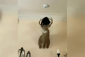 Дичь повержена повторно