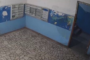 В Уфе обнаружили кота-«вандала», который навёл хаос в подъезде