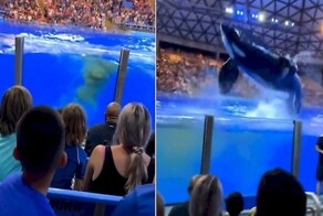 Косатка окатила водой с испражнениями посетителей аквапарка