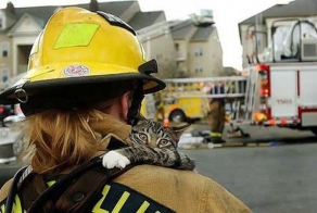 Подборка спасенных котов (12 фото)