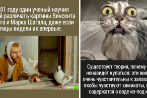 20 занятных фактов для самых любознательных