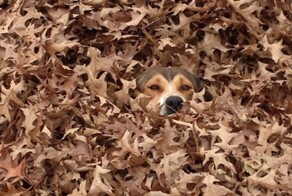 25 гениев маскировки, которые поражают своей изобретательностью