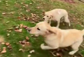 Собаки ныряют с головой в гору листьев