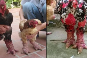 Драконья курица: почему она стоит по 200 тысяч  рублей за штуку