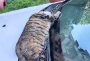 Мышь снится: кошка отдыхает на автомобиле
