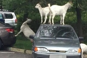 Суд запретил знаменитым бутовским козам разгуливать в черте города