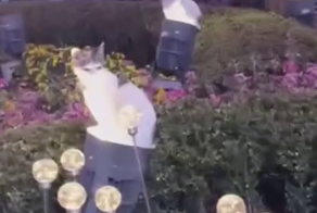 Коты облюбовали уличные фонари