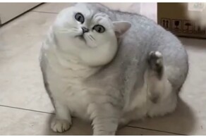 Не толстый, просто кость пушистая