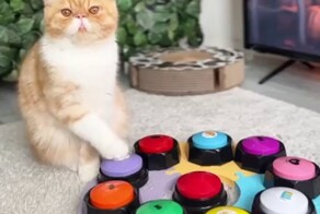 Хозяйка научила кота общаться при помощи звуковых кнопок