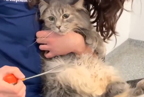 Как проверяют рефлексы у кошек