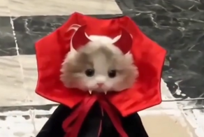 Мягкие игрушки, которые очень похожи на настоящих котиков