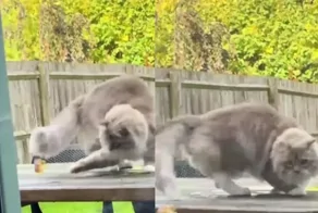 Кот охотится за листиком на хвосте