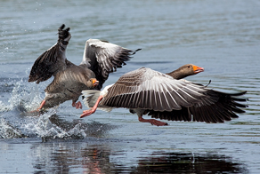 Иерархия внутри стаи гусей: даже у волков попроще будет!