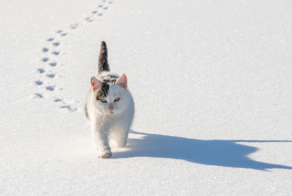 Небольшая накладка двух программ: почему кота заносит боком