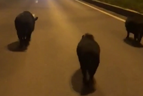 Петербуржец не смог сдержать восторг при виде черных свиней