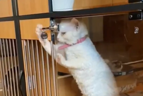 Подборка котов-взломщиков