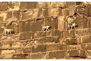 Собака привела на пирамиду своих друзей