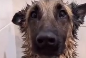 Собака стойко переносит водные процедуры