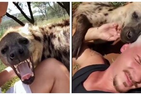 Так смеются гиены