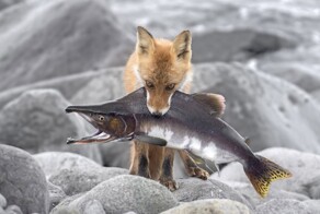 На общую тему 