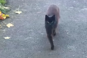Кошка со стильной походкой